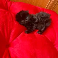 بچه گربه اسکاتیش لانگ هِیر