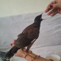 کوتوله اوپال آبی سرسفید دستی و جوجه مینا دستی