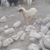 فروش بره