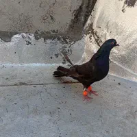 کبوتر فروشی