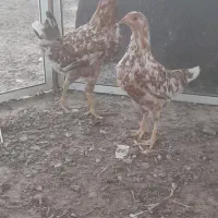 جوجه.گلین.رسمی