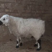 گوسفند