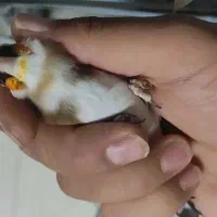 سهره چونه سفید نر مهر