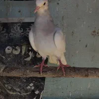 کفتر طوقی