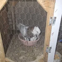 کبوتر  طوقی