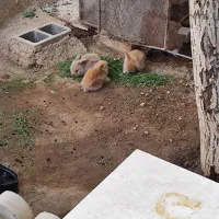 خرگوش لوپ هلندی
