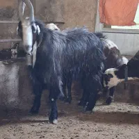 فروش بزغاله دوبری بره ماده