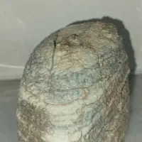 سنگ فسیل