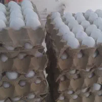 پخش تخم مرغ