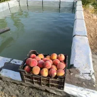 باغ-روستای-جباراباد-دینور