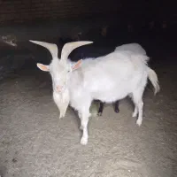 بز سانن و پاکستانی اصل