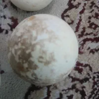 سنگ الماس آسیاب طبعی ۲۰ میلیون