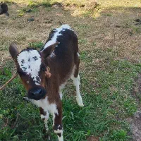 گاو گوساله