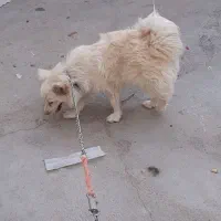 سگ پا کوتاه ماده