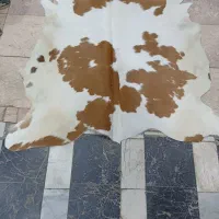 پوست گاوی ، پوست گاو دباغی شده