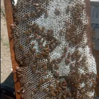عسل گون تضمینی اصل اصل