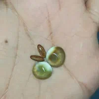 مهره قدیمی