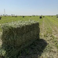خریدار یونجه(نقد)
