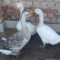 3عدد غوغاز