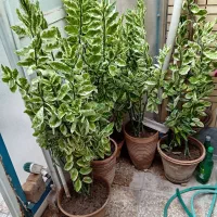 فروش گل پیدلانتوس