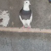 کفتر طوقی ماده مهر معاوضه با نر