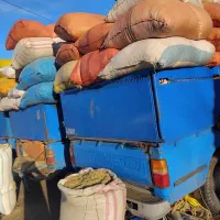 کاه عدس سبزه درجه یک رضوان شهرتالش