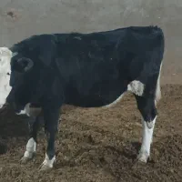 گوساله