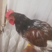 خروس