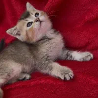 بلک گلد خوشگل