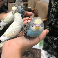 جوجه مرغ عشق نازم مهربون