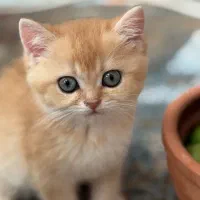 گربه بریتیش ماده