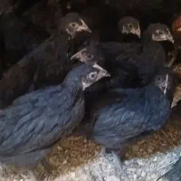 نیمچه بلک استار