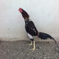 خروس لاری