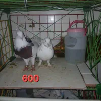 کفتر فوری فوق‌العاده
