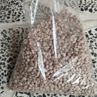 لوبیا چیتی پاکوتاه رقم کوشا