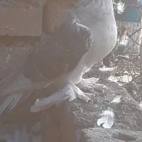 کبوترباخت دادم هر عزیزی گرفته خریدارم