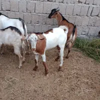 کهره نری مخصوص نذری