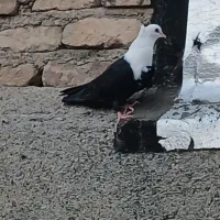 کفتر کلاغ