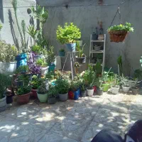 فروش ۶۰ عدد گل سالم و سر حال
