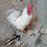 خروس کمیاب دو سیخک در هر پا