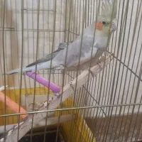 عروس هلندی