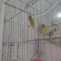 جفت طوطی برزیلی