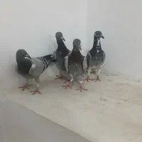 جوجه. کفتر پلاکی .کفتر