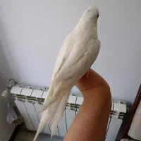 پذیرش  پرنده واگذاری