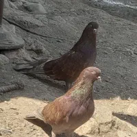 قددار