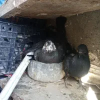کبوتر جوجه کله ماستی