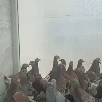 پلاکی