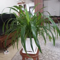گیاه اپارتمانی