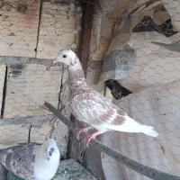 کفتر(کبوتر)