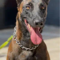 سگ آموزش دیده از نژاد مالینویز